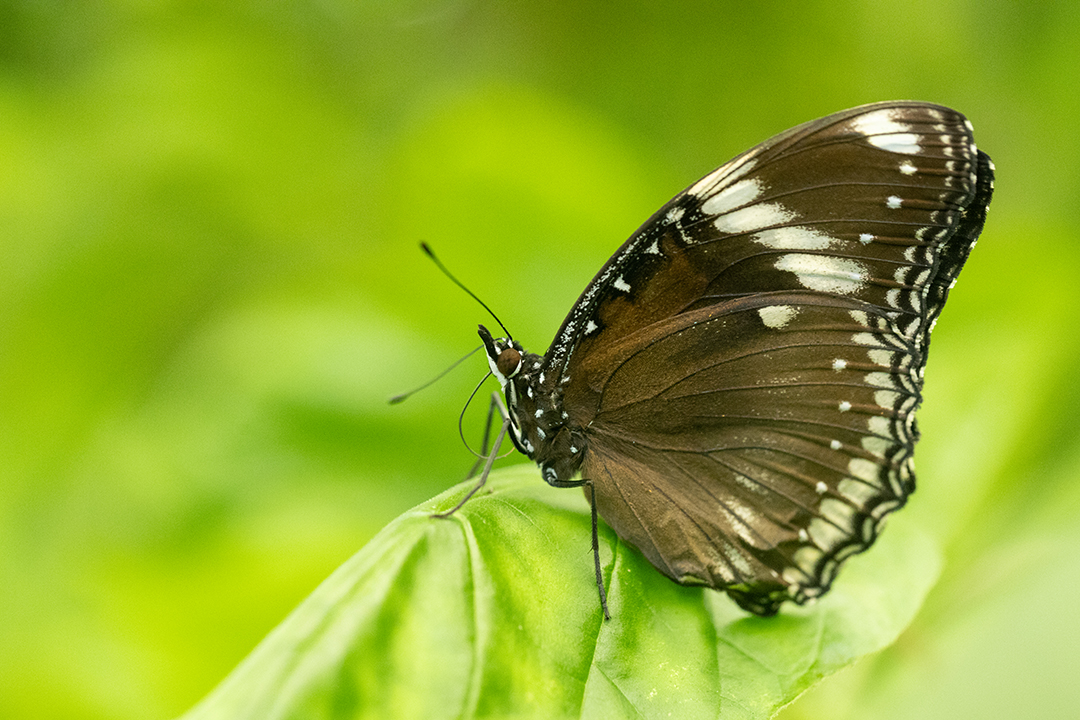 Papiliorama Havelte